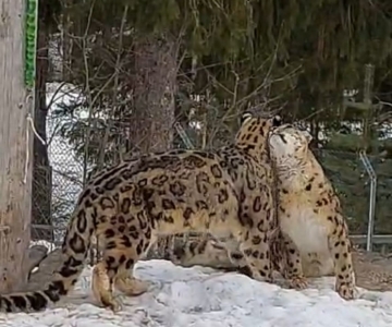 Lumileopardien romanttinen kevät