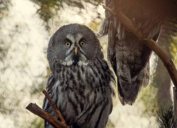 Ahtarizoo Lapinpollo2