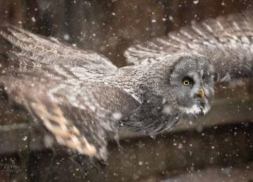 Ahtarizoo Lapinpollo